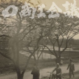 荒川堤五色の桜の写真
