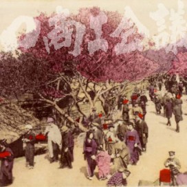 江北荒川堤五色の桜の写真